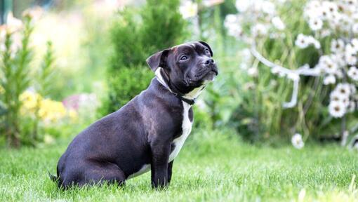 Shaffire sales bull terrier
